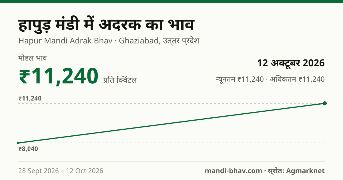 हापुड़ मंडी में अदरक का भाव 12 अक्टूबर 2026: मोडल ₹11,240 प्रति क्विंटल, भाव के रुझान का चार्ट
