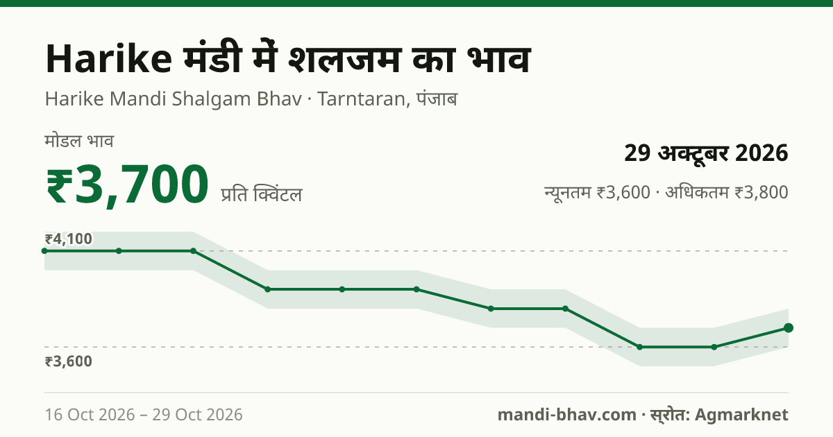 Harike मंडी में शलजम का भाव 29 अक्टूबर 2026: मोडल ₹3,700 प्रति क्विंटल, भाव के रुझान का चार्ट