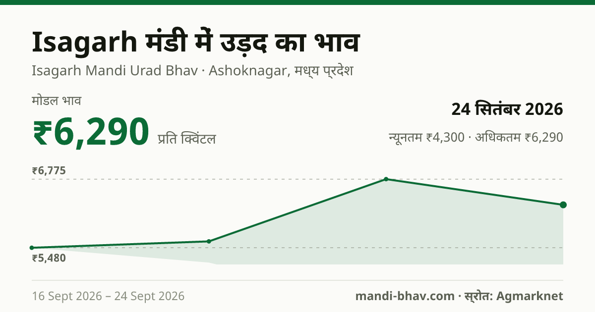 Isagarh मंडी में उड़द का भाव 24 सितंबर 2026: मोडल ₹6,290 प्रति क्विंटल, भाव के रुझान का चार्ट