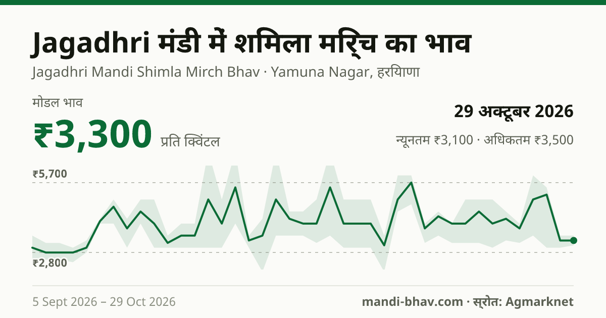 Jagadhri मंडी में शिमला मिर्च का भाव 29 अक्टूबर 2026: मोडल ₹3,300 प्रति क्विंटल, भाव के रुझान का चार्ट