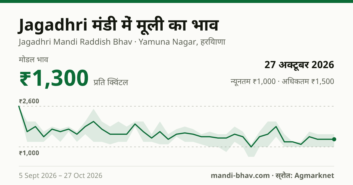 Jagadhri मंडी में मूली का भाव 27 अक्टूबर 2026: मोडल ₹1,300 प्रति क्विंटल, भाव के रुझान का चार्ट
