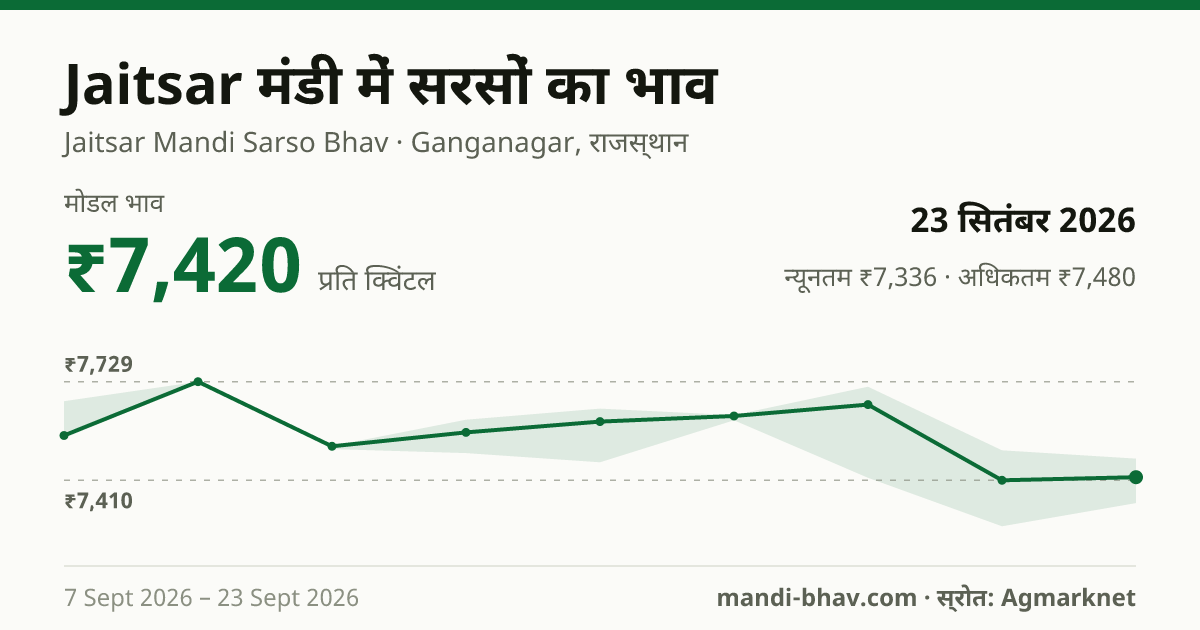 Jaitsar मंडी में सरसों का भाव 23 सितंबर 2026: मोडल ₹7,420 प्रति क्विंटल, भाव के रुझान का चार्ट