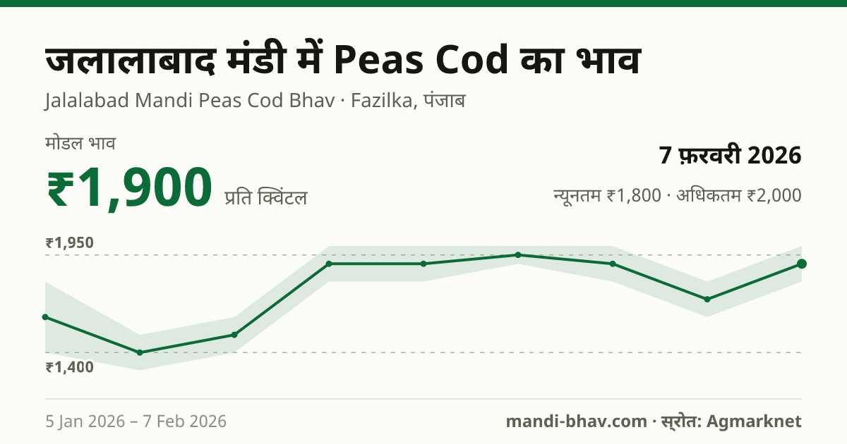 जलालाबाद मंडी में Peas Cod का भाव 7 फ़रवरी 2026: मोडल ₹1,900 प्रति क्विंटल, भाव के रुझान का चार्ट