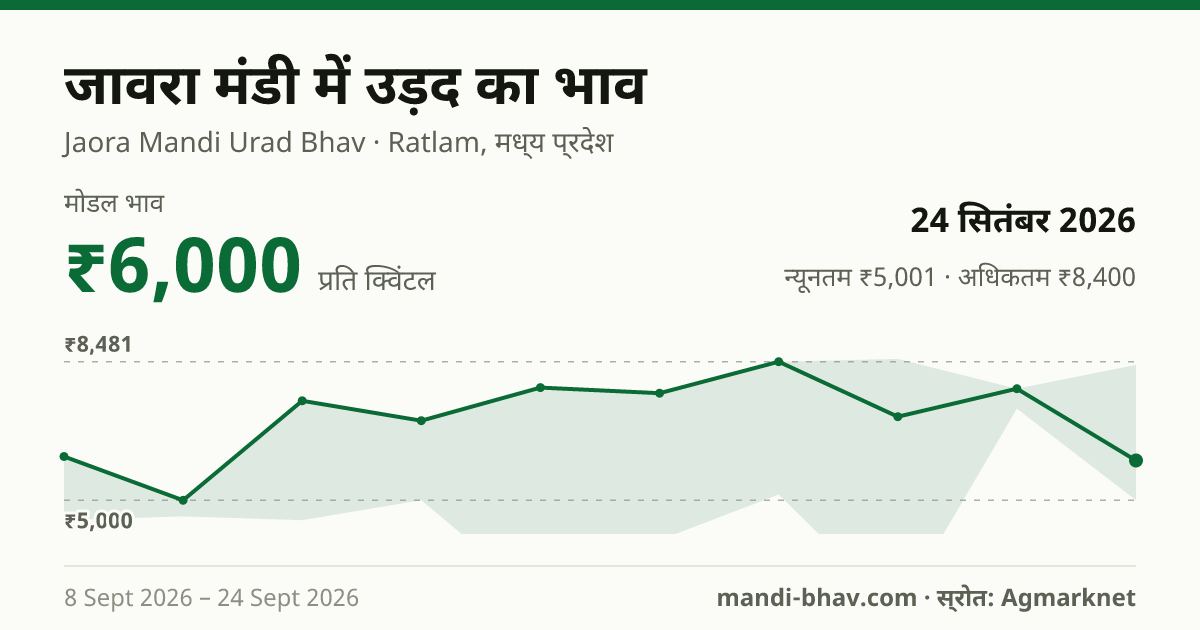 जावरा मंडी में उड़द का भाव 24 सितंबर 2026: मोडल ₹6,000 प्रति क्विंटल, भाव के रुझान का चार्ट