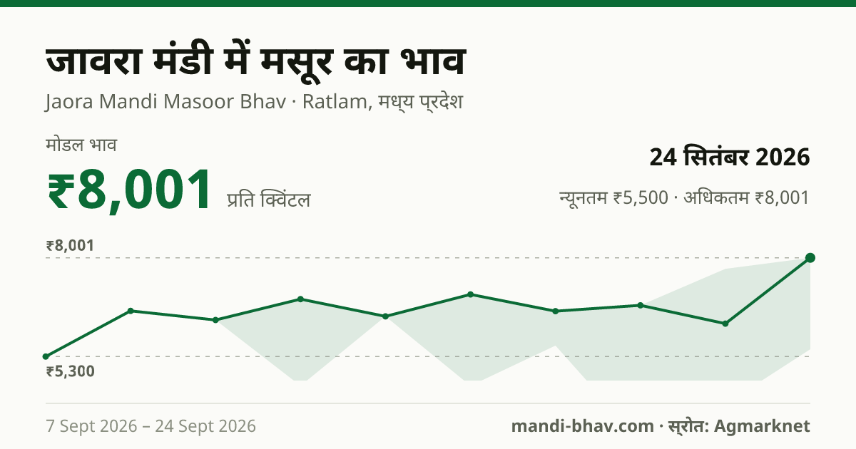 जावरा मंडी में मसूर का भाव 24 सितंबर 2026: मोडल ₹8,001 प्रति क्विंटल, भाव के रुझान का चार्ट