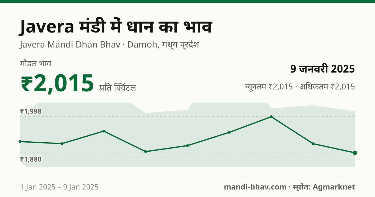 Javera मंडी में धान का भाव 9 जनवरी 2025: मोडल ₹2,015 प्रति क्विंटल, भाव के रुझान का चार्ट