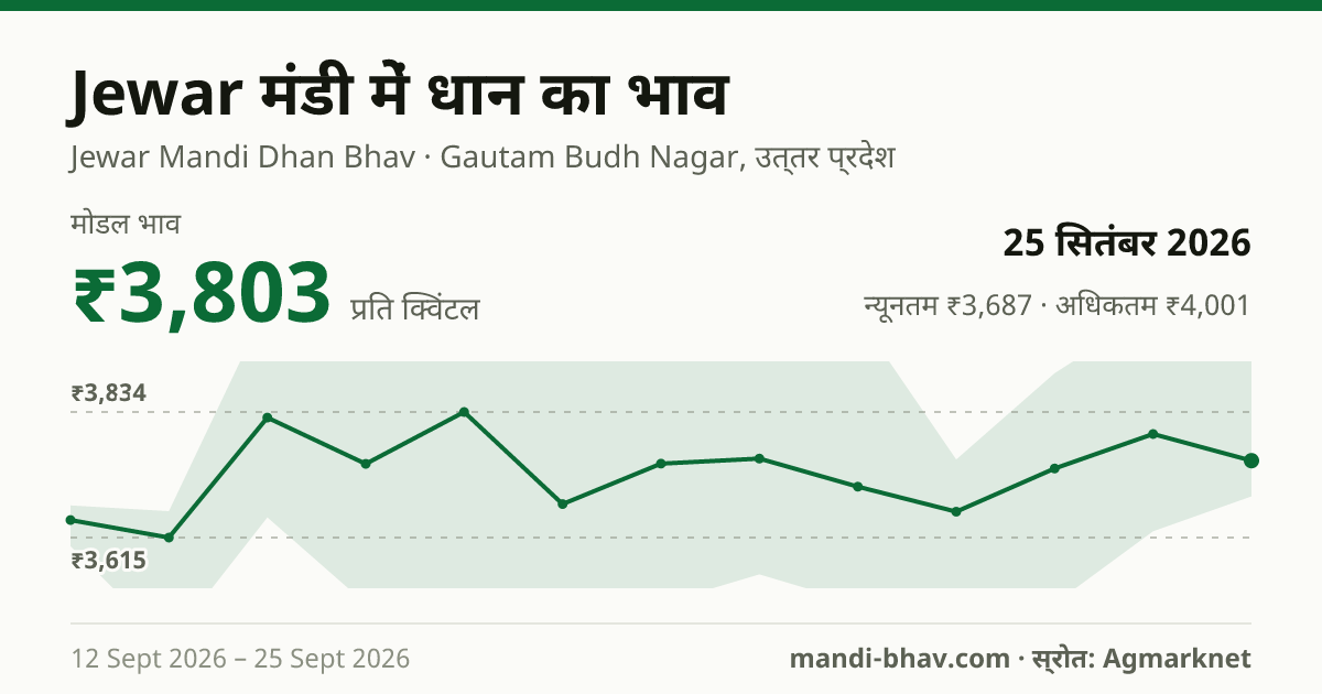 Jewar मंडी में धान का भाव 25 सितंबर 2026: मोडल ₹3,803 प्रति क्विंटल, भाव के रुझान का चार्ट