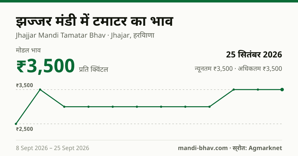 झज्जर मंडी में टमाटर का भाव 25 सितंबर 2026: मोडल ₹3,500 प्रति क्विंटल, भाव के रुझान का चार्ट