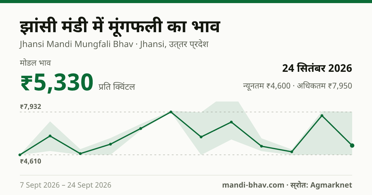 झांसी मंडी में मूंगफली का भाव 24 सितंबर 2026: मोडल ₹5,330 प्रति क्विंटल, भाव के रुझान का चार्ट