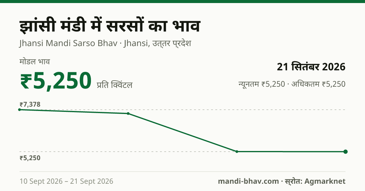 झांसी मंडी में सरसों का भाव 21 सितंबर 2026: मोडल ₹5,250 प्रति क्विंटल, भाव के रुझान का चार्ट