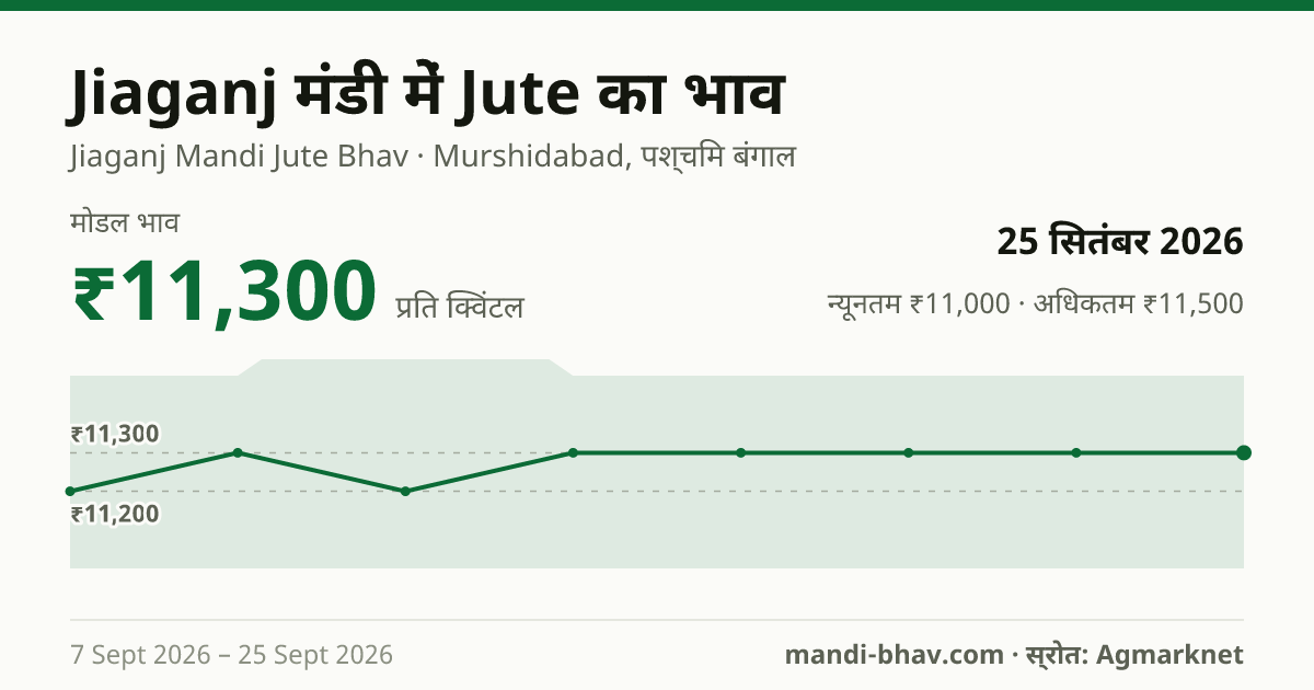 Jiaganj मंडी में Jute का भाव 25 सितंबर 2026: मोडल ₹11,300 प्रति क्विंटल, भाव के रुझान का चार्ट