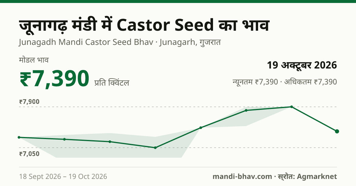 जूनागढ़ मंडी में Castor Seed का भाव 19 अक्टूबर 2026: मोडल ₹7,390 प्रति क्विंटल, भाव के रुझान का चार्ट