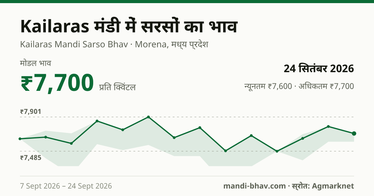 Kailaras मंडी में सरसों का भाव 24 सितंबर 2026: मोडल ₹7,700 प्रति क्विंटल, भाव के रुझान का चार्ट