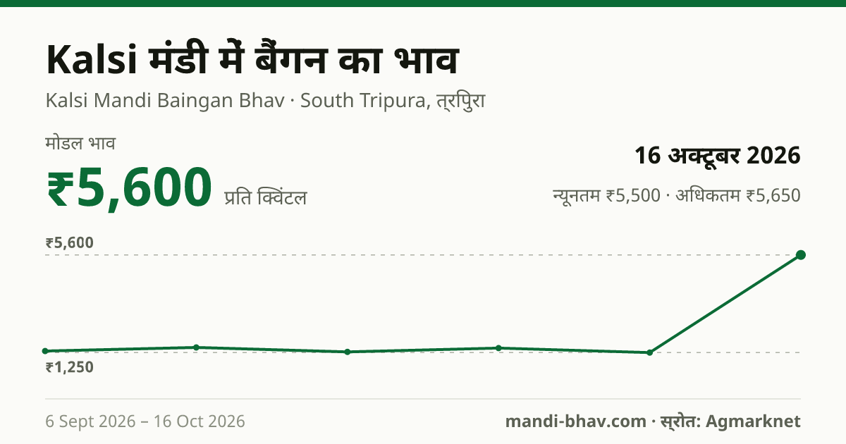 Kalsi मंडी में बैंगन का भाव 16 अक्टूबर 2026: मोडल ₹5,600 प्रति क्विंटल, भाव के रुझान का चार्ट