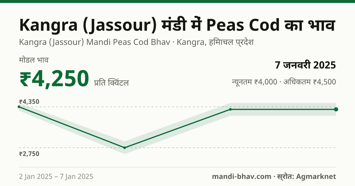 Kangra (Jassour) मंडी में Peas Cod का भाव 7 जनवरी 2025: मोडल ₹4,250 प्रति क्विंटल, भाव के रुझान का चार्ट