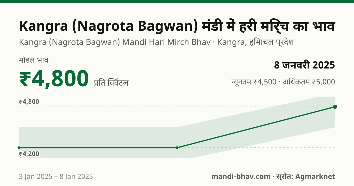 Kangra (Nagrota Bagwan) मंडी में हरी मिर्च का भाव 8 जनवरी 2025: मोडल ₹4,800 प्रति क्विंटल, भाव के रुझान का चार्ट