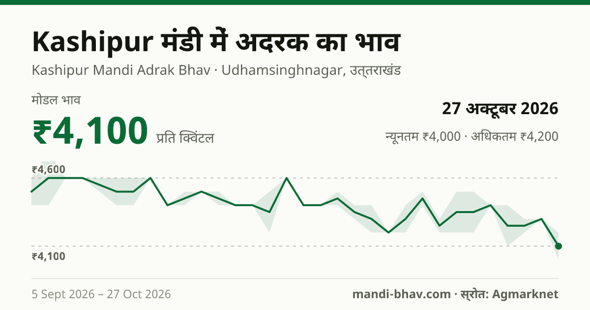 Kashipur मंडी में अदरक का भाव 27 अक्टूबर 2026: मोडल ₹4,100 प्रति क्विंटल, भाव के रुझान का चार्ट