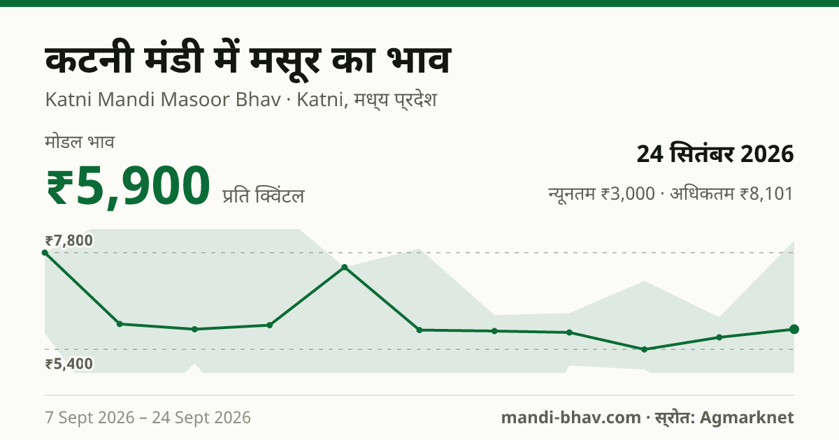 कटनी मंडी में मसूर का भाव 24 सितंबर 2026: मोडल ₹5,900 प्रति क्विंटल, भाव के रुझान का चार्ट