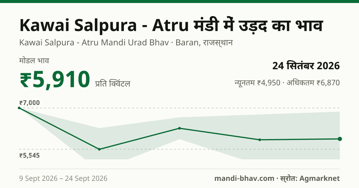 Kawai Salpura - Atru मंडी में उड़द का भाव 24 सितंबर 2026: मोडल ₹5,910 प्रति क्विंटल, भाव के रुझान का चार्ट