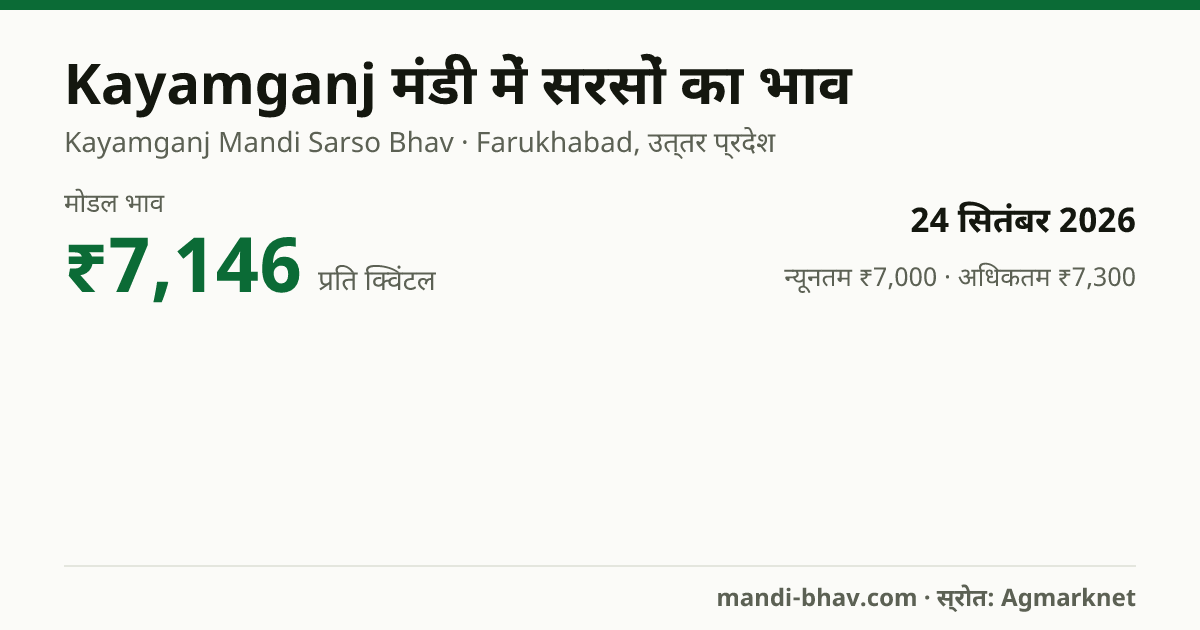 Kayamganj मंडी में सरसों का भाव 24 सितंबर 2026: मोडल ₹7,146 प्रति क्विंटल, भाव के रुझान का चार्ट