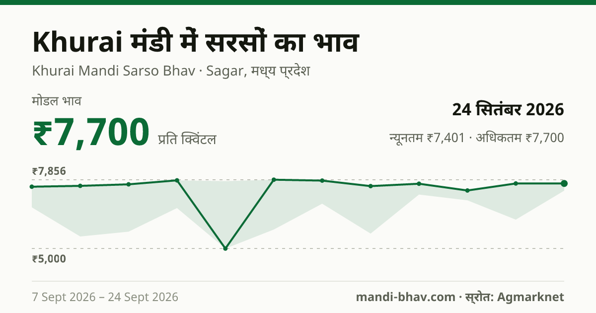 Khurai मंडी में सरसों का भाव 24 सितंबर 2026: मोडल ₹7,700 प्रति क्विंटल, भाव के रुझान का चार्ट