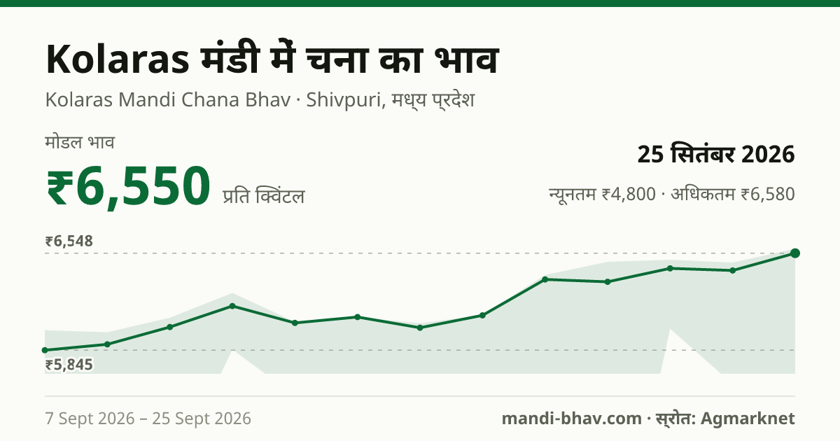 Kolaras मंडी में चना का भाव 25 सितंबर 2026: मोडल ₹6,550 प्रति क्विंटल, भाव के रुझान का चार्ट