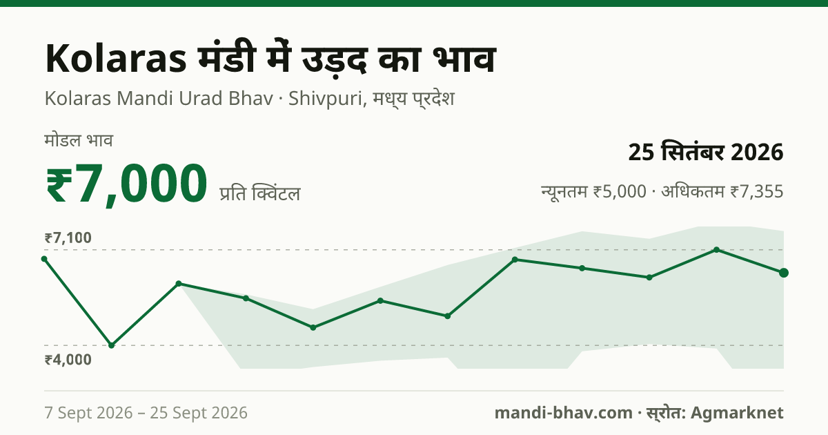 Kolaras मंडी में उड़द का भाव 25 सितंबर 2026: मोडल ₹7,000 प्रति क्विंटल, भाव के रुझान का चार्ट