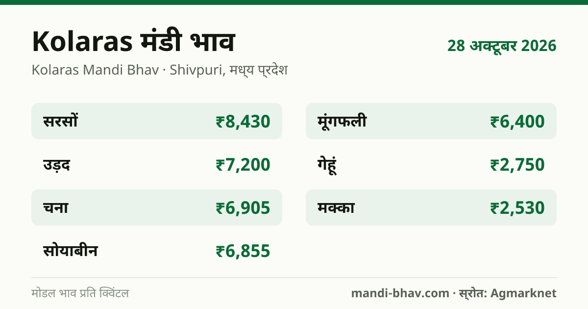 Kolaras मंडी भाव 28 अक्टूबर 2026: फसलवार मोडल रेट प्रति क्विंटल