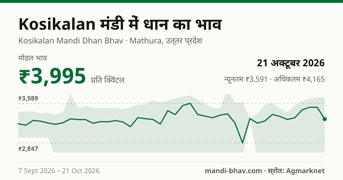 Kosikalan मंडी में धान का भाव 21 अक्टूबर 2026: मोडल ₹3,995 प्रति क्विंटल, भाव के रुझान का चार्ट