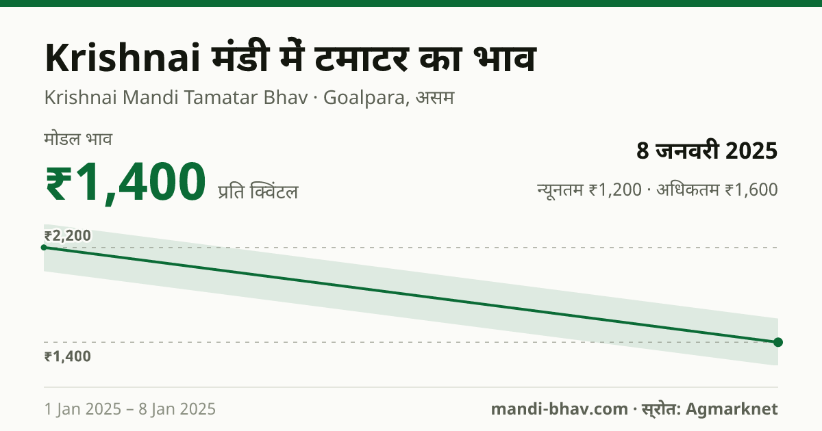 Krishnai मंडी में टमाटर का भाव 8 जनवरी 2025: मोडल ₹1,400 प्रति क्विंटल, भाव के रुझान का चार्ट