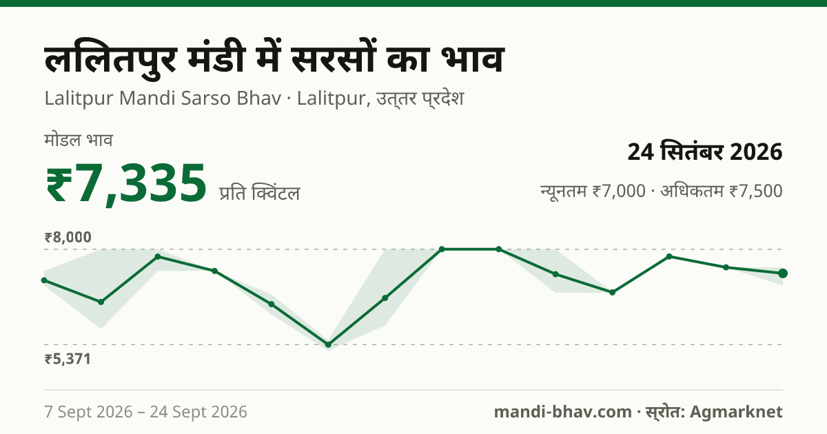 ललितपुर मंडी में सरसों का भाव 24 सितंबर 2026: मोडल ₹7,335 प्रति क्विंटल, भाव के रुझान का चार्ट