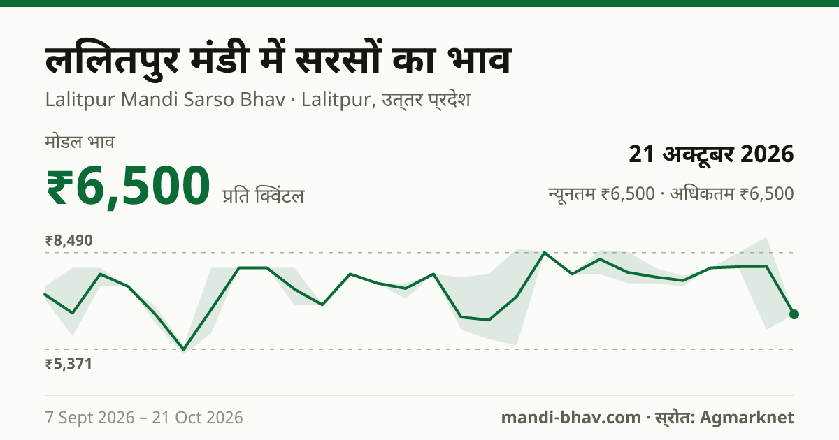 ललितपुर मंडी में सरसों का भाव 21 अक्टूबर 2026: मोडल ₹6,500 प्रति क्विंटल, भाव के रुझान का चार्ट