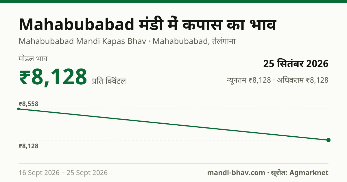 Mahabubabad मंडी में कपास का भाव 25 सितंबर 2026: मोडल ₹8,128 प्रति क्विंटल, भाव के रुझान का चार्ट
