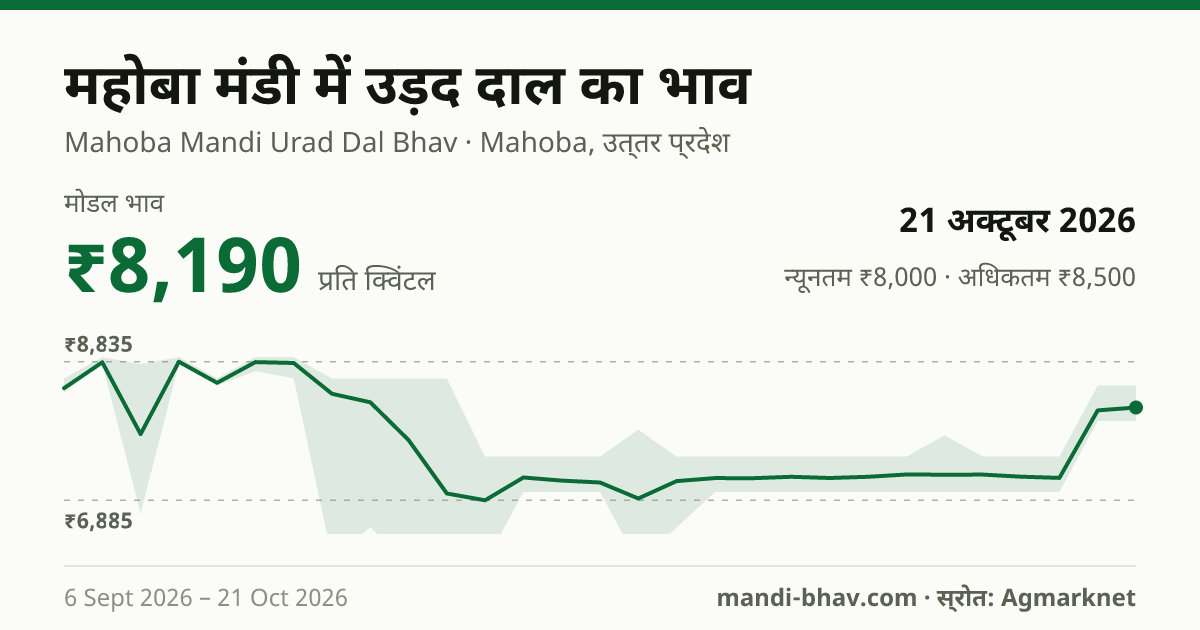 महोबा मंडी में उड़द दाल का भाव 21 अक्टूबर 2026: मोडल ₹8,190 प्रति क्विंटल, भाव के रुझान का चार्ट