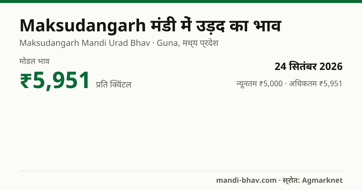 Maksudangarh मंडी में उड़द का भाव 24 सितंबर 2026: मोडल ₹5,951 प्रति क्विंटल, भाव के रुझान का चार्ट