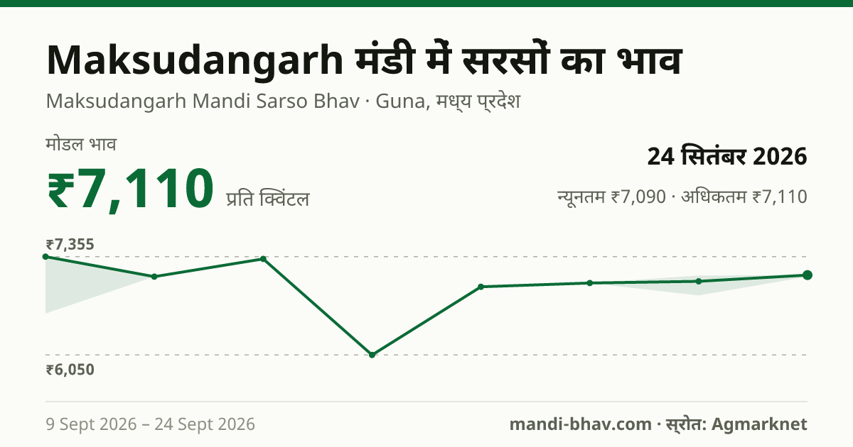 Maksudangarh मंडी में सरसों का भाव 24 सितंबर 2026: मोडल ₹7,110 प्रति क्विंटल, भाव के रुझान का चार्ट