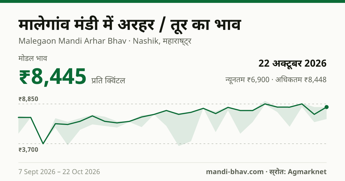 मालेगांव मंडी में अरहर / तूर का भाव 22 अक्टूबर 2026: मोडल ₹8,445 प्रति क्विंटल, भाव के रुझान का चार्ट