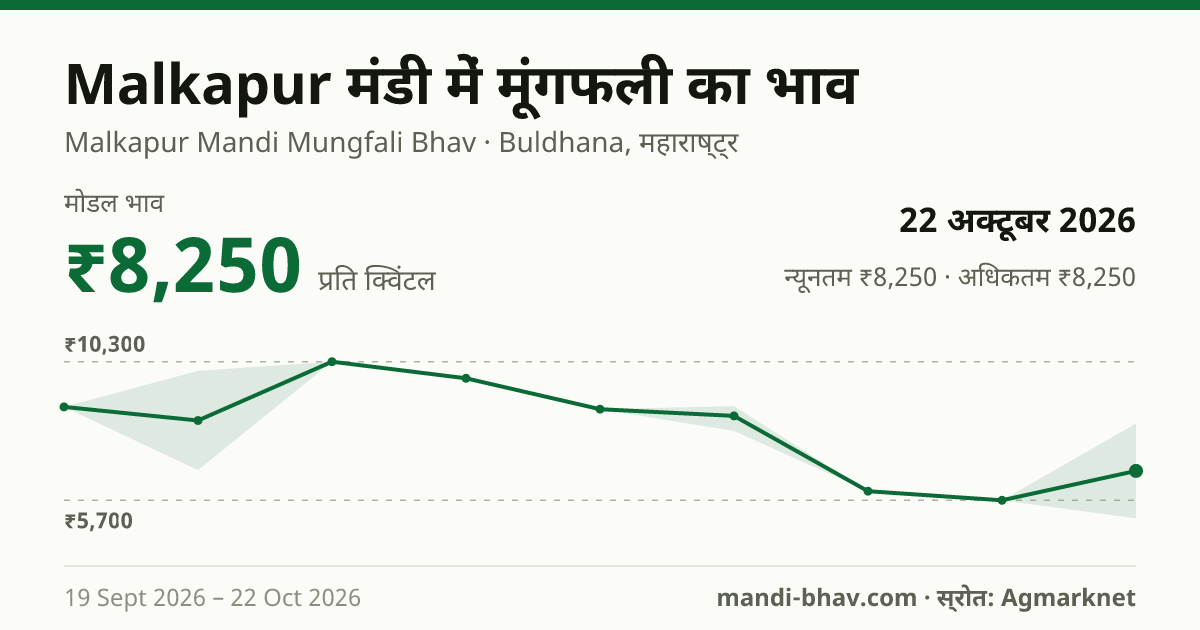 Malkapur मंडी में मूंगफली का भाव 22 अक्टूबर 2026: मोडल ₹8,250 प्रति क्विंटल, भाव के रुझान का चार्ट