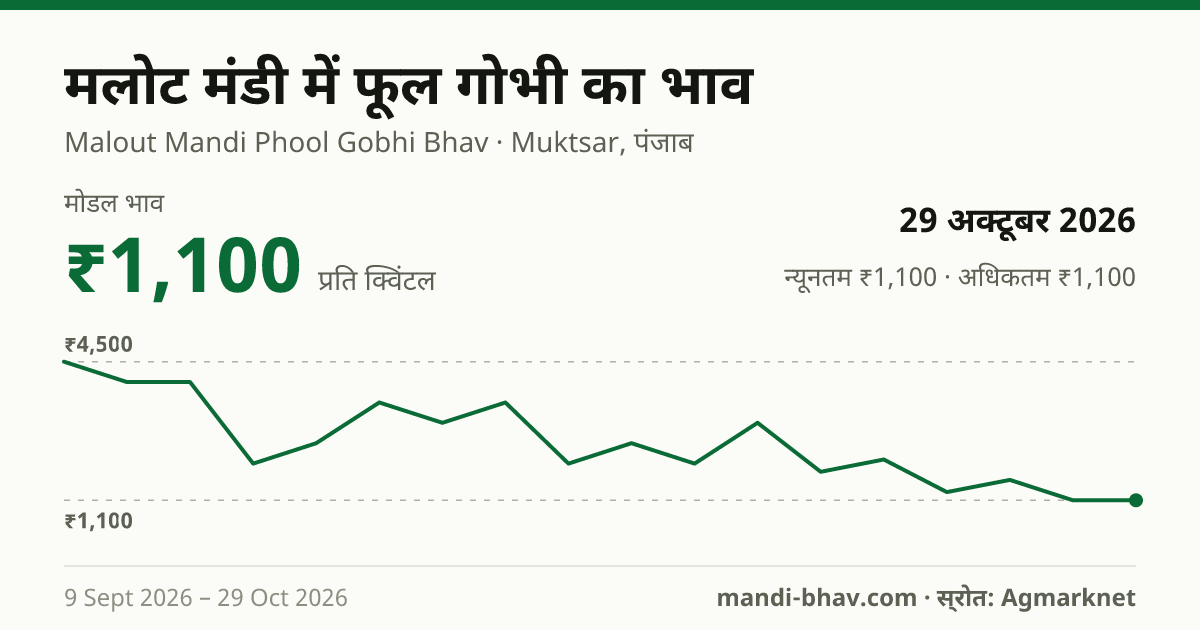 मलोट मंडी में फूल गोभी का भाव 29 अक्टूबर 2026: मोडल ₹1,100 प्रति क्विंटल, भाव के रुझान का चार्ट