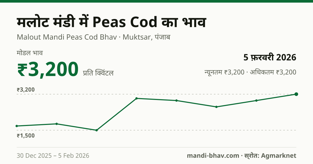 मलोट मंडी में Peas Cod का भाव 5 फ़रवरी 2026: मोडल ₹3,200 प्रति क्विंटल, भाव के रुझान का चार्ट