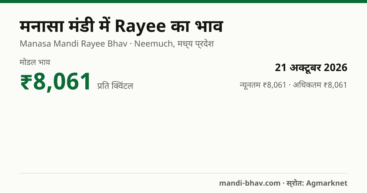 मनासा मंडी में Rayee का भाव 21 अक्टूबर 2026: मोडल ₹8,061 प्रति क्विंटल, भाव के रुझान का चार्ट