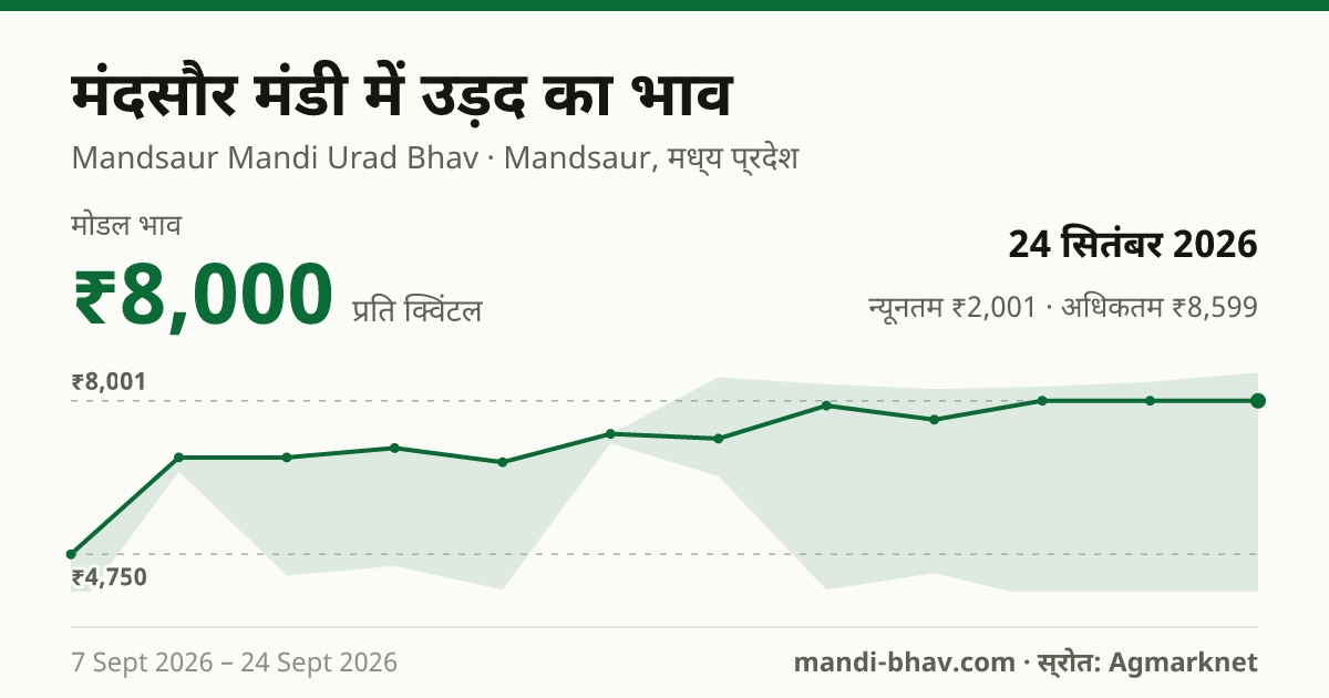 मंदसौर मंडी में उड़द का भाव 24 सितंबर 2026: मोडल ₹8,000 प्रति क्विंटल, भाव के रुझान का चार्ट