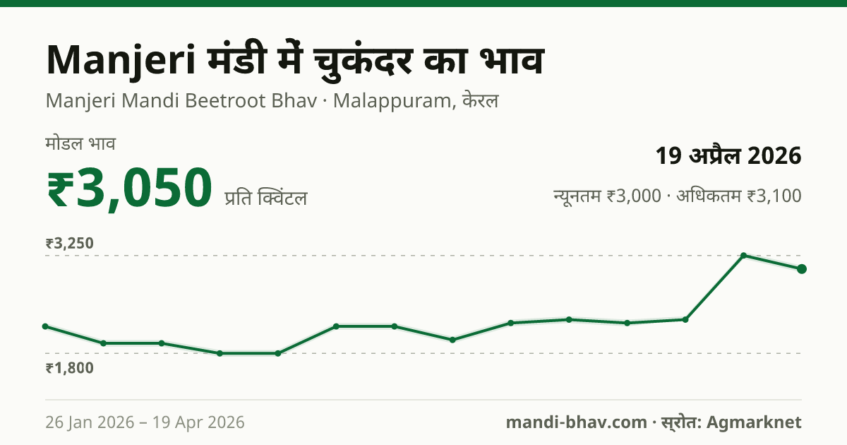 Manjeri मंडी में चुकंदर का भाव 19 अप्रैल 2026: मोडल ₹3,050 प्रति क्विंटल, भाव के रुझान का चार्ट