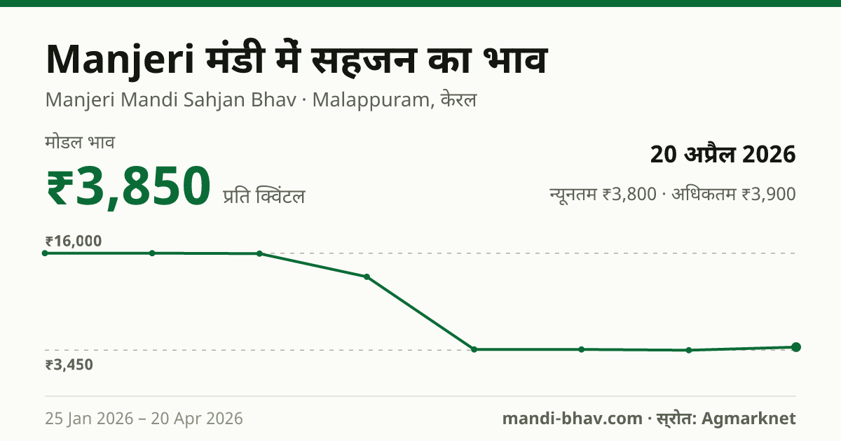 Manjeri मंडी में सहजन का भाव 20 अप्रैल 2026: मोडल ₹3,850 प्रति क्विंटल, भाव के रुझान का चार्ट