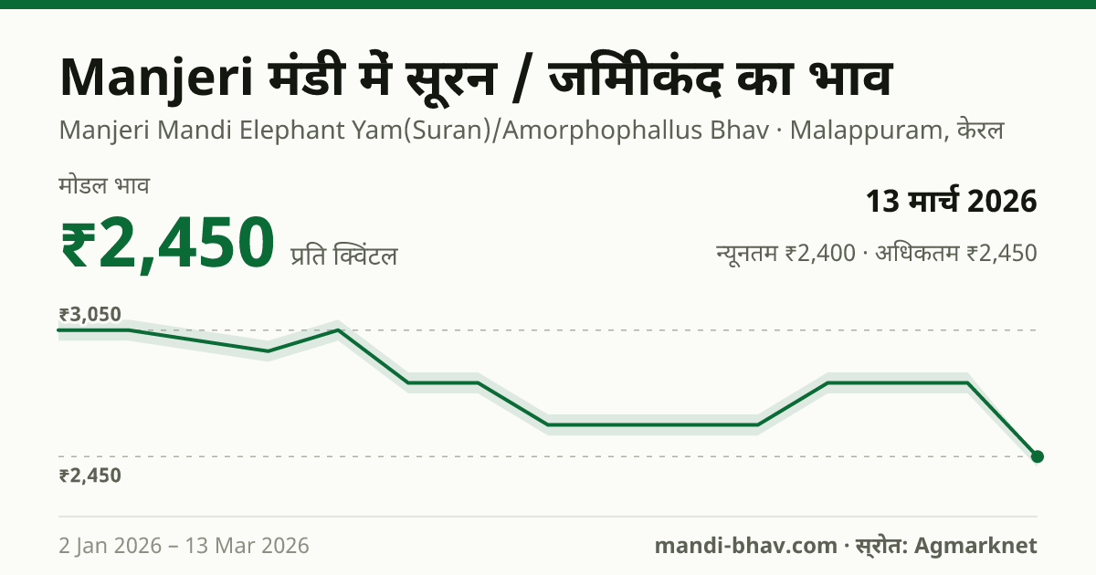 Manjeri मंडी में सूरन / जिमीकंद का भाव 13 मार्च 2026: मोडल ₹2,450 प्रति क्विंटल, भाव के रुझान का चार्ट