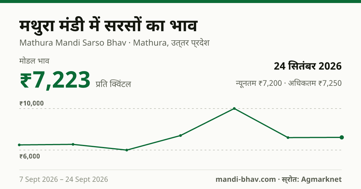 मथुरा मंडी में सरसों का भाव 24 सितंबर 2026: मोडल ₹7,223 प्रति क्विंटल, भाव के रुझान का चार्ट