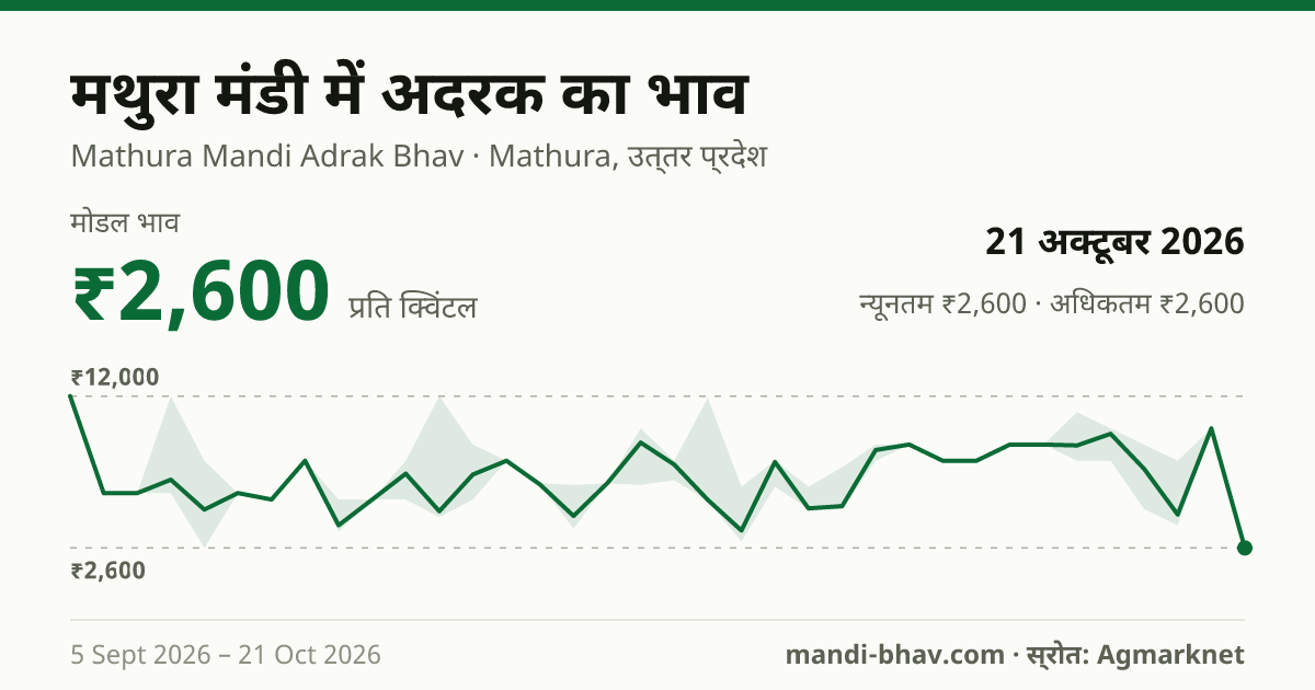 मथुरा मंडी में अदरक का भाव 21 अक्टूबर 2026: मोडल ₹2,600 प्रति क्विंटल, भाव के रुझान का चार्ट