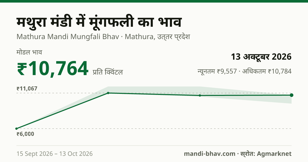 मथुरा मंडी में मूंगफली का भाव 13 अक्टूबर 2026: मोडल ₹10,764 प्रति क्विंटल, भाव के रुझान का चार्ट