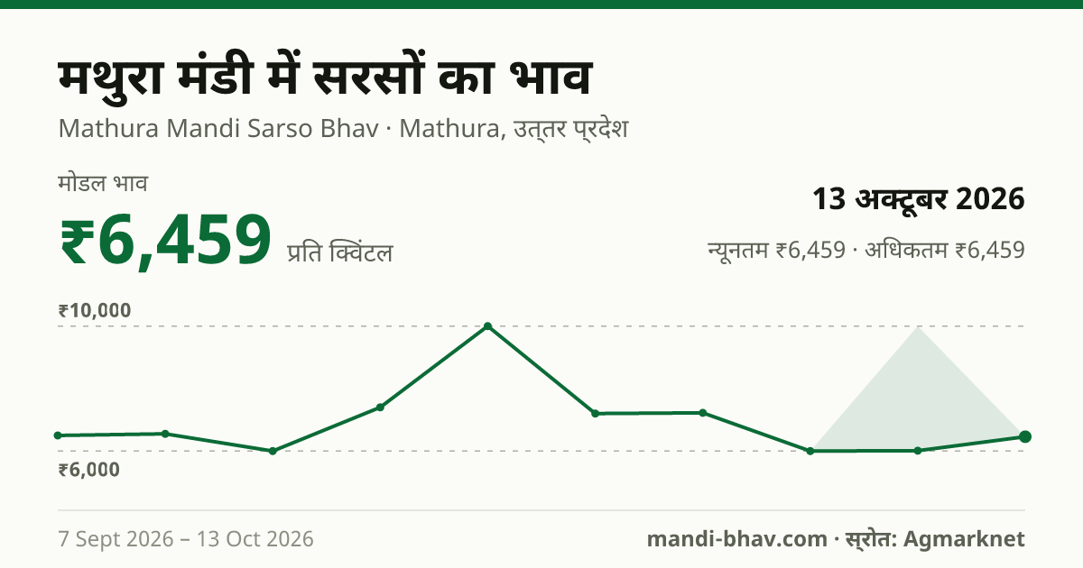 मथुरा मंडी में सरसों का भाव 13 अक्टूबर 2026: मोडल ₹6,459 प्रति क्विंटल, भाव के रुझान का चार्ट