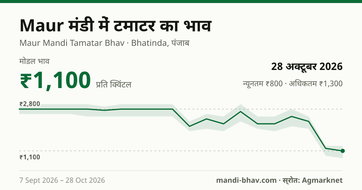 Maur मंडी में टमाटर का भाव 28 अक्टूबर 2026: मोडल ₹1,100 प्रति क्विंटल, भाव के रुझान का चार्ट